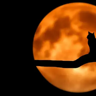 A bright harvest moon, with a cat in silhouette on a branch.