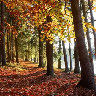 A beautiful autumn scene with golden leaves and a lake beyond.