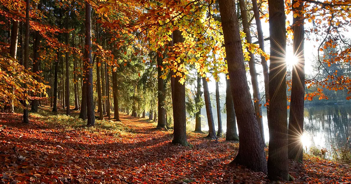 A beautiful autumn scene with golden leaves and a lake beyond.